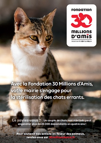 photo Création d'un association pour stériliser les chats errants