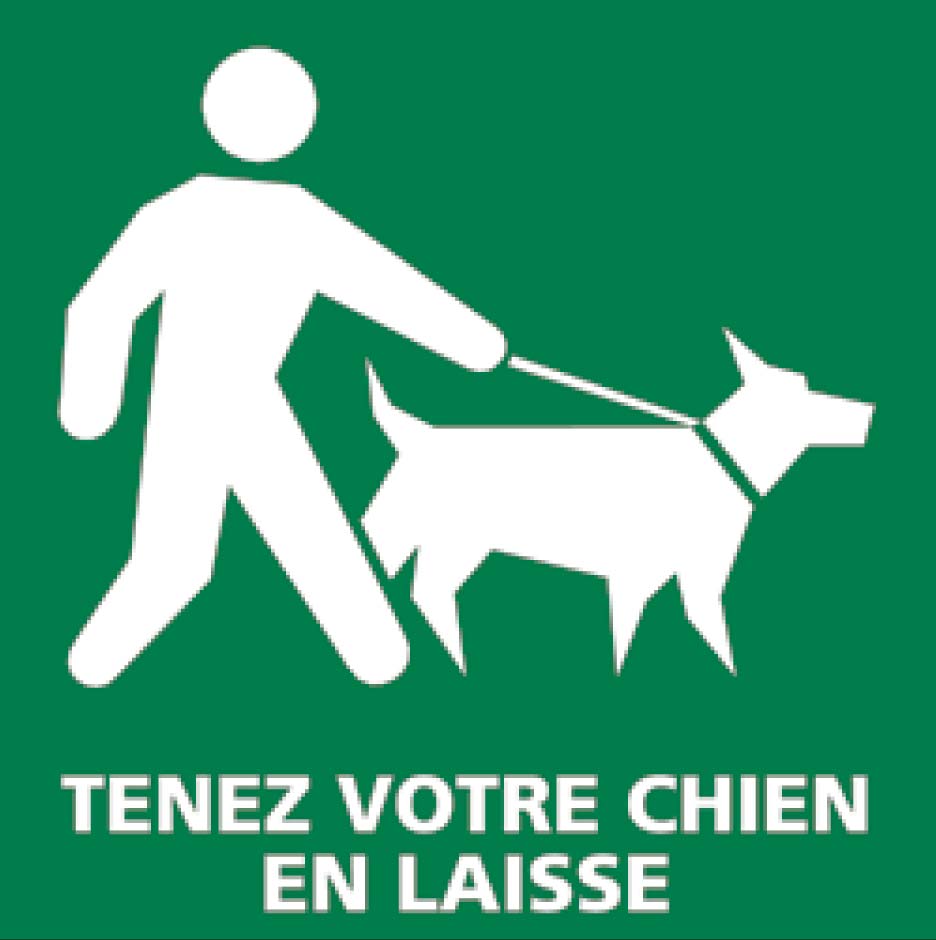 photo Chiens errants et en état de divagation
